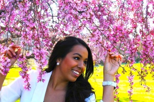 Cherry blossoms in D.C